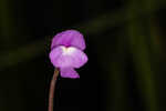 Eastern purple bladderwort